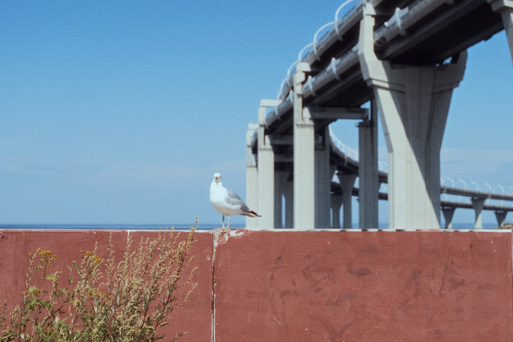 a bird on a wall