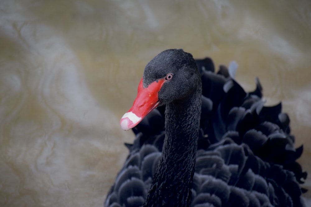 Ein schwarzer Vogel mit rotem Schnabel