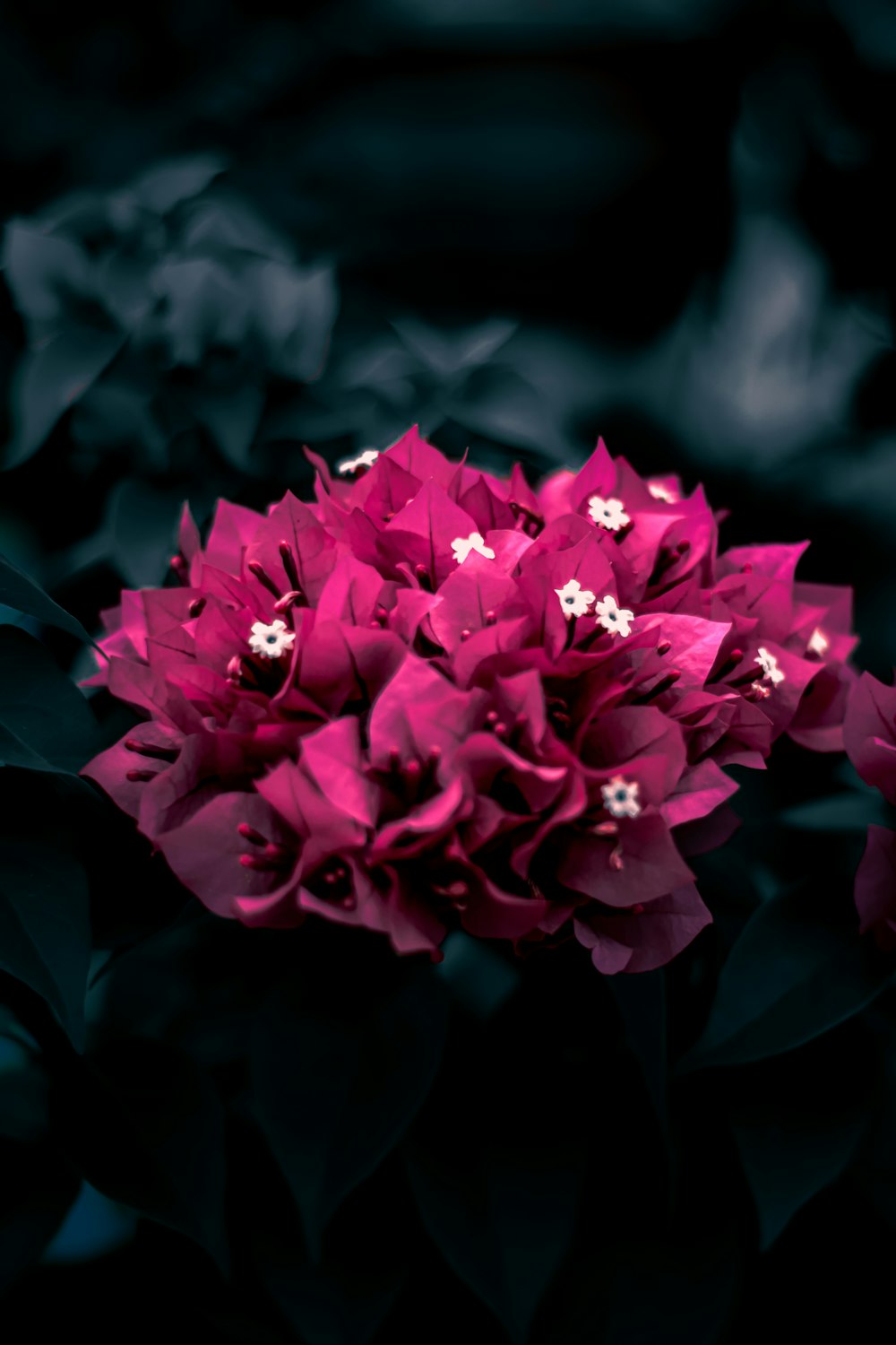 a close up of some flowers