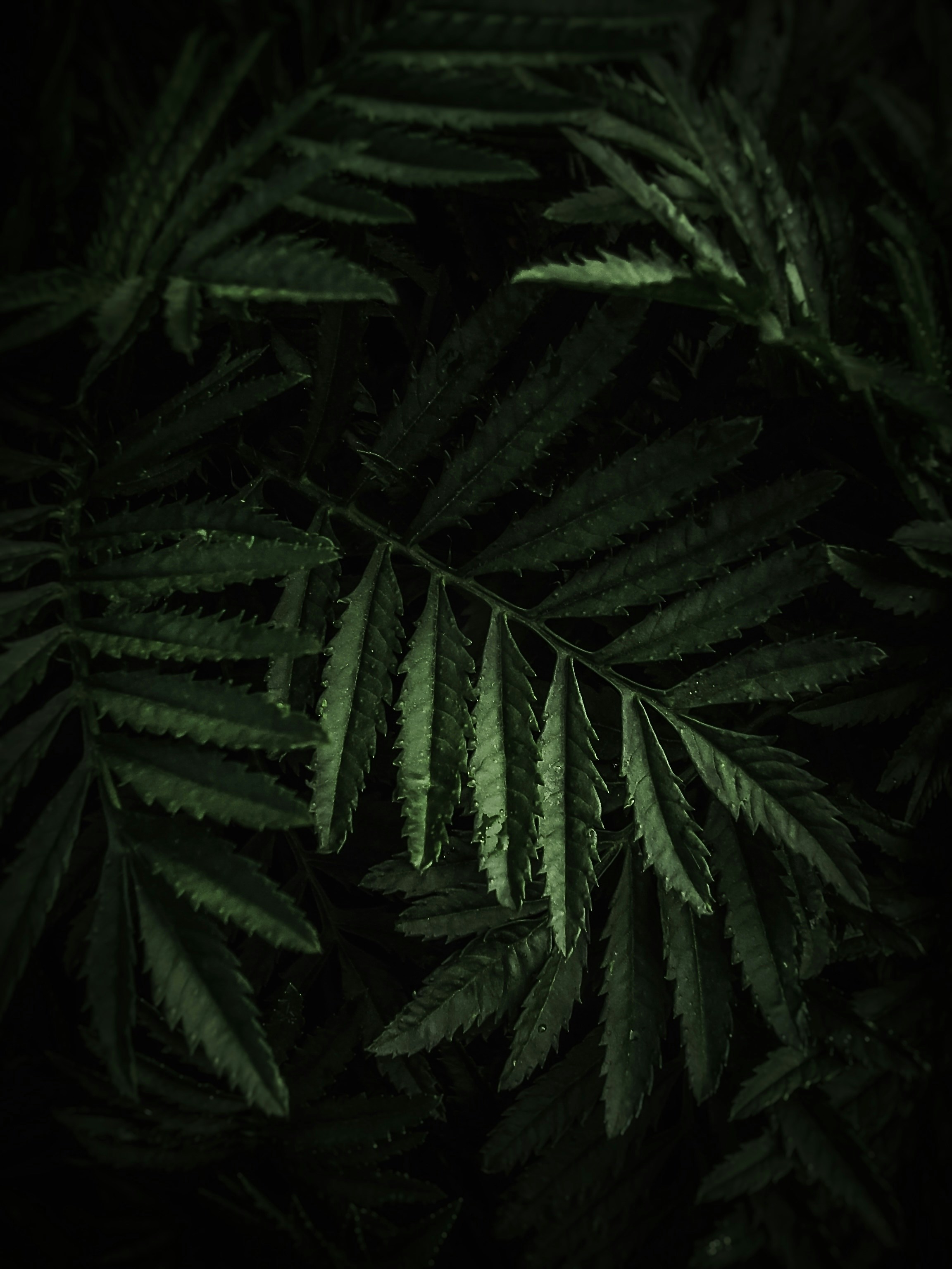 Eine Gruppe von Grünpflanzen