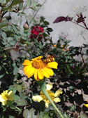 A vibrant shot of a bee landing on a bright yellow flower near a Vespa Go! station.