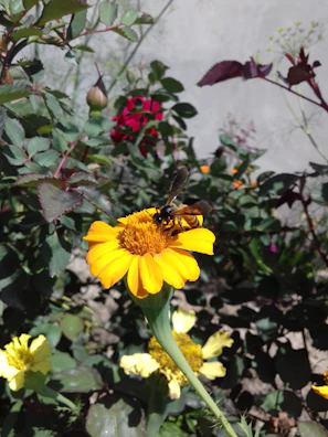 A vibrant shot of a bee landing on a bright yellow flower near a Vespa Go! station.