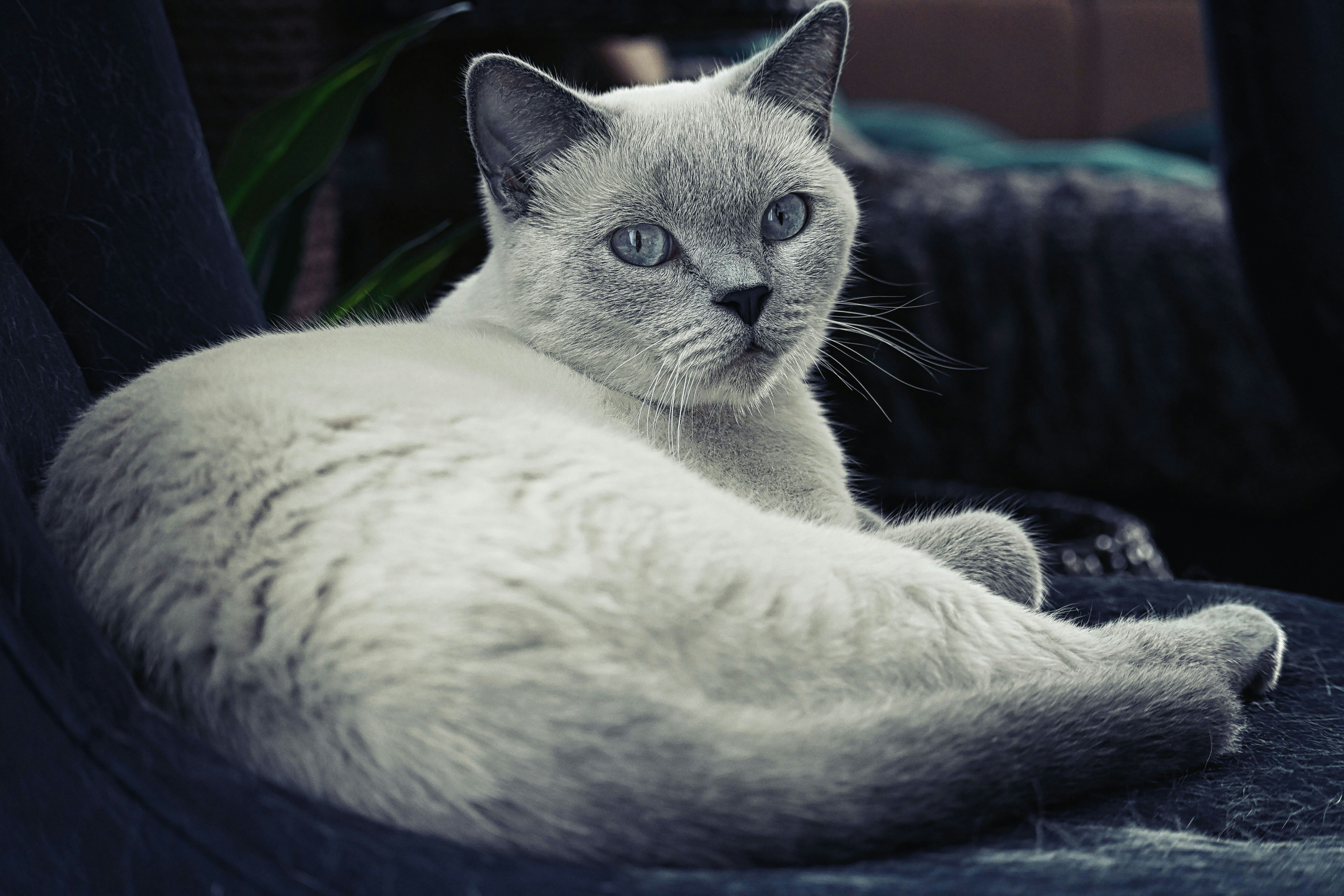 a cat lying on a blanket