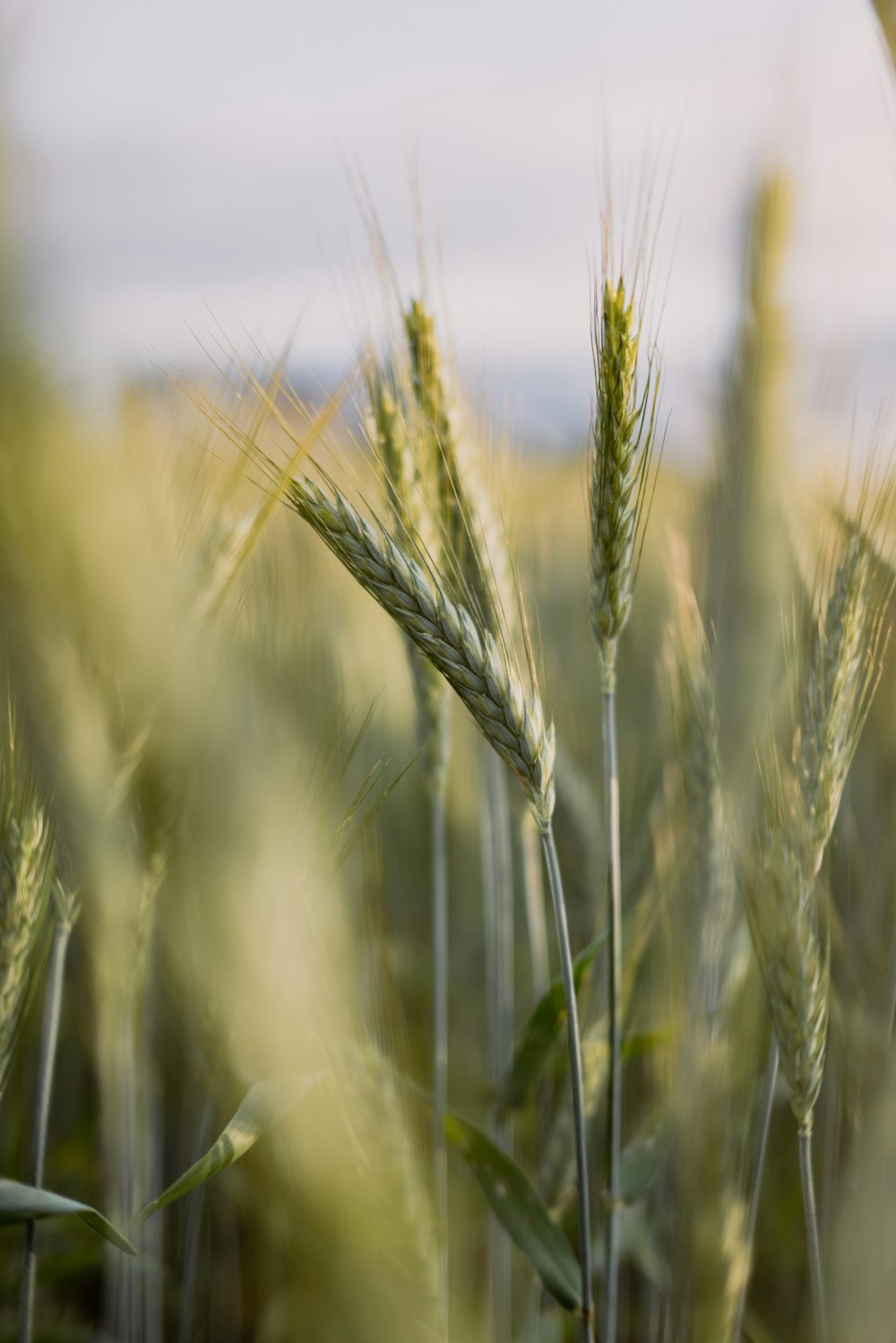 a close-up of a wheat field