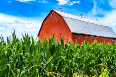 a barn in a field