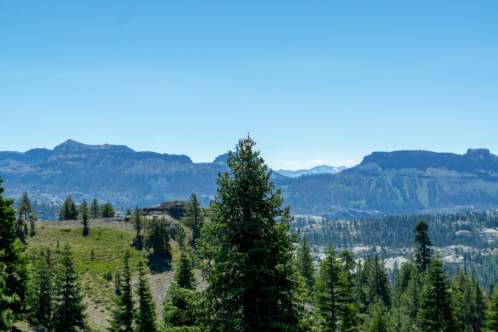 a landscape with trees and mountains in the back