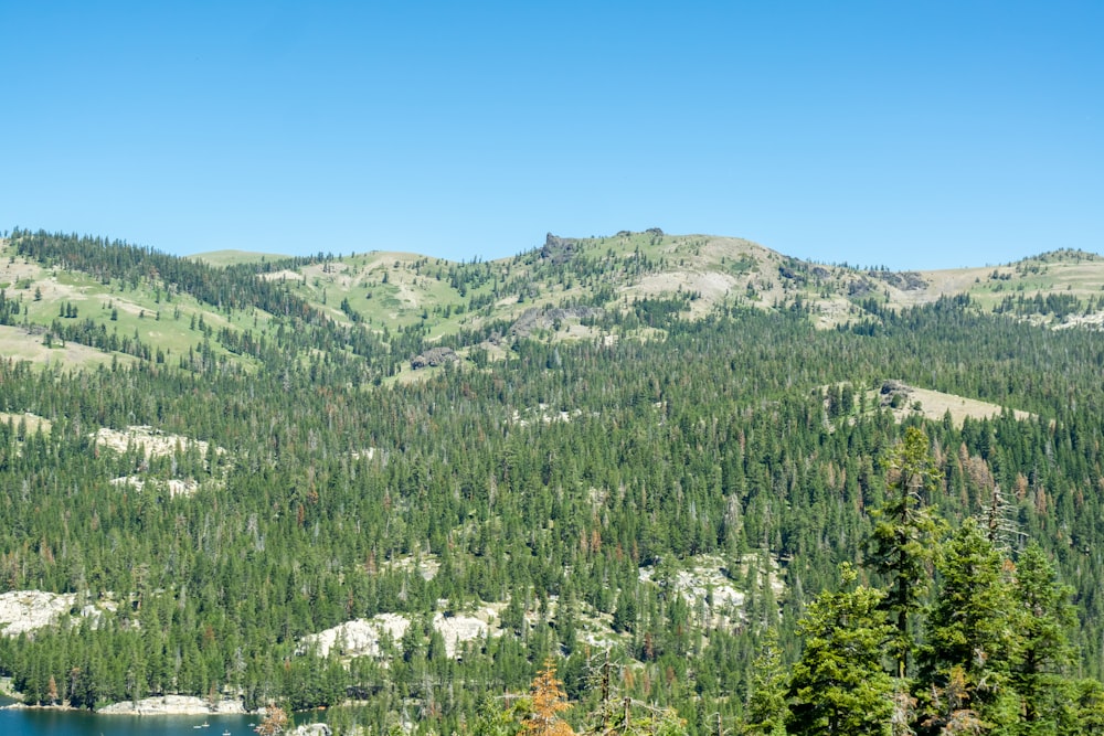 a landscape with trees and a body of water in the back