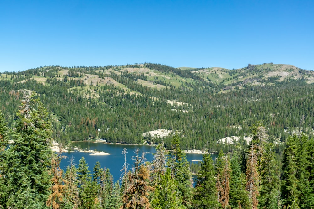 a lake surrounded by trees