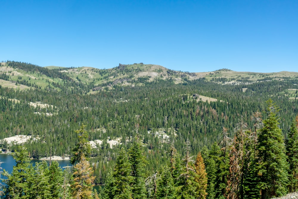 a landscape with trees and a body of water in the back