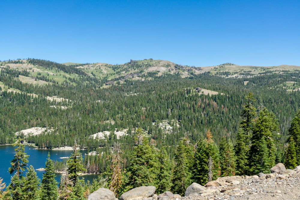 a lake surrounded by trees