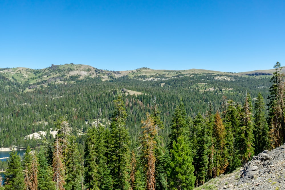 a forest of trees