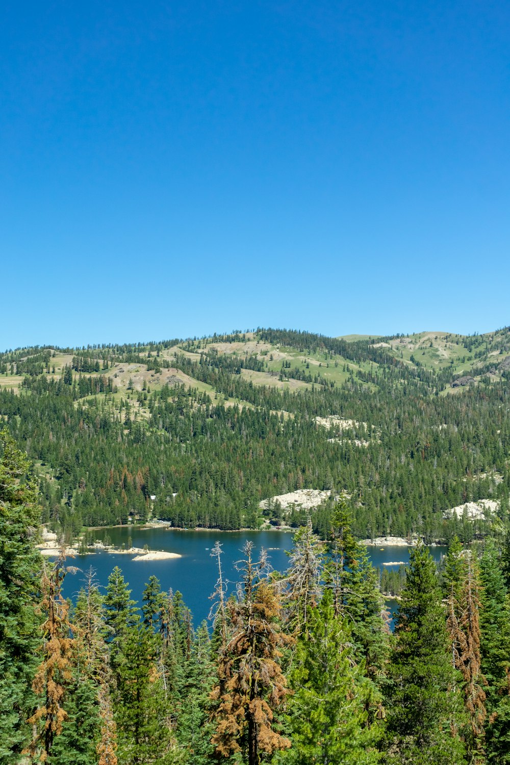 a lake surrounded by trees