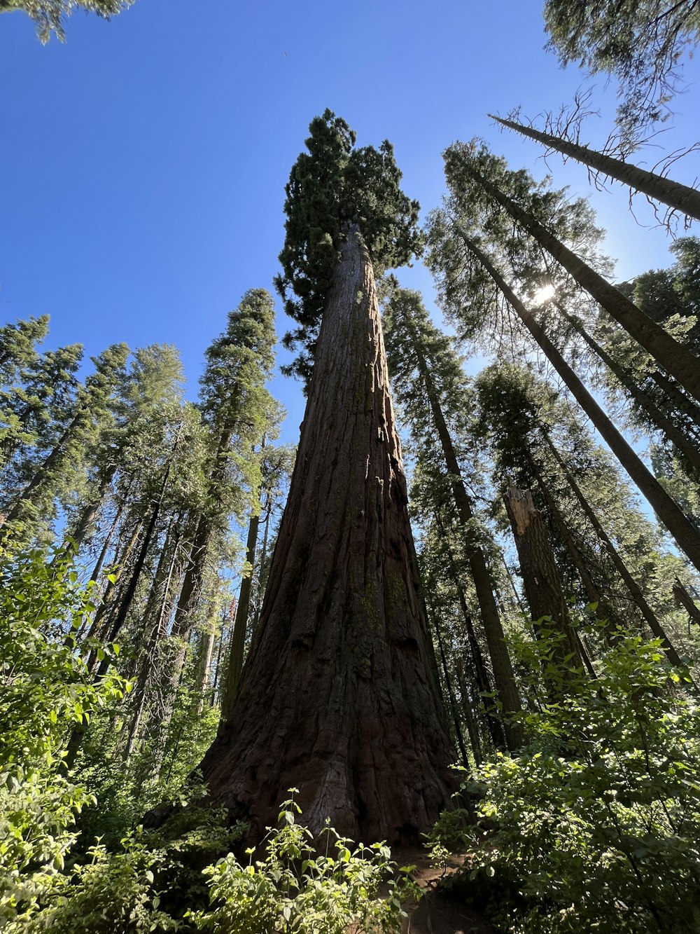 a tall tree with many branches