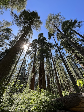 Eco-friendly sustainability tree kits ecosystem education environment