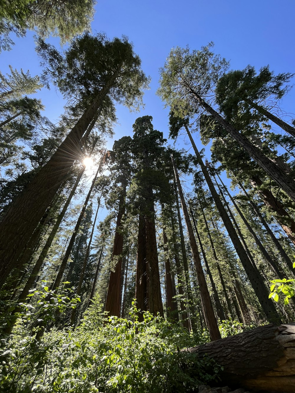 a forest of tall trees