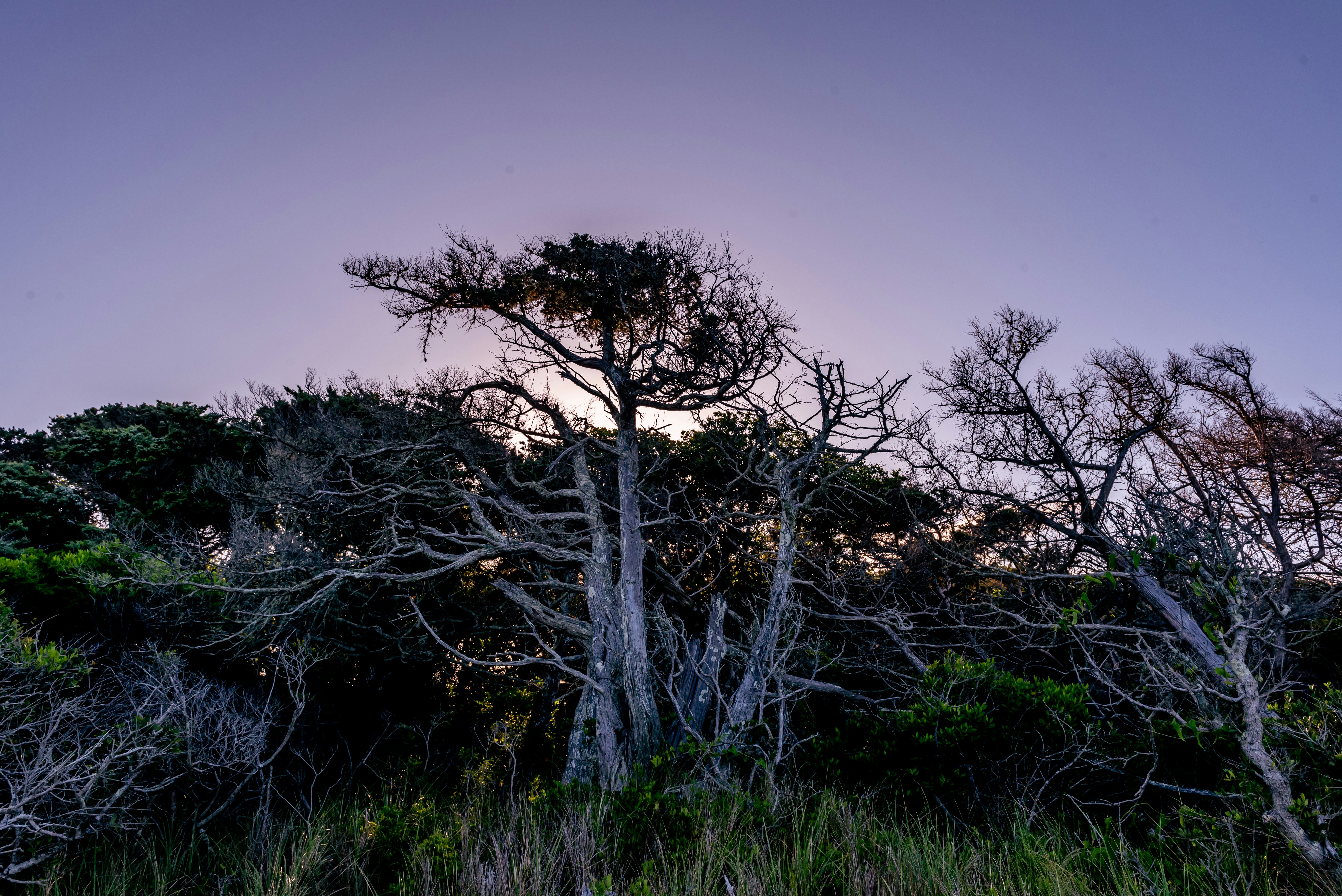 a group of trees in a field
