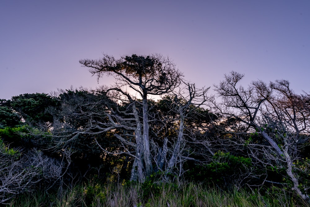 a group of trees in a field