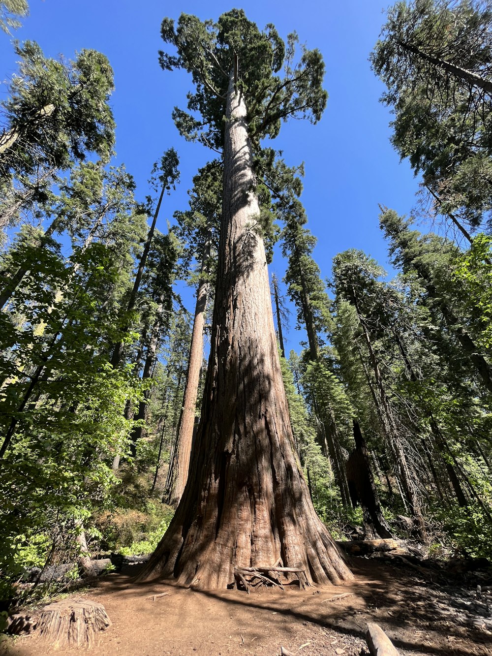 a tall tree in a forest