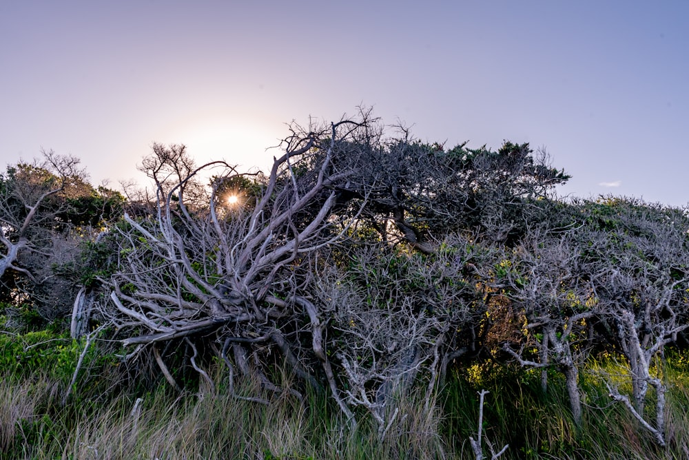 a group of trees with the sun behind them