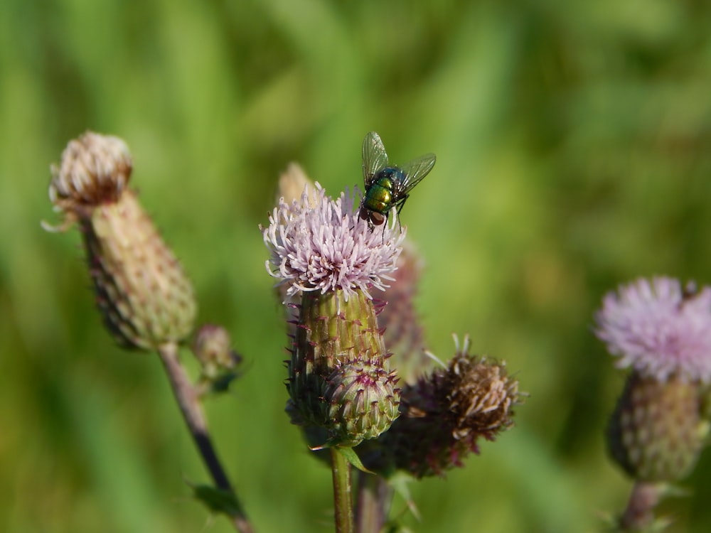 a butterfly on a flower