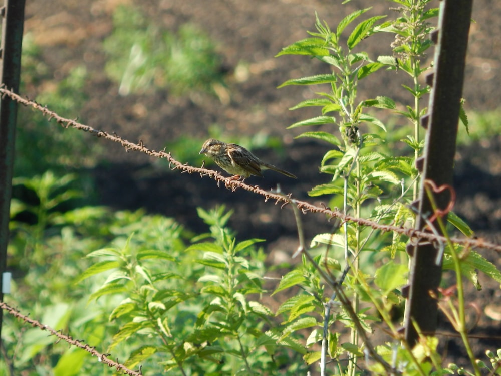 a bird perched on a branch