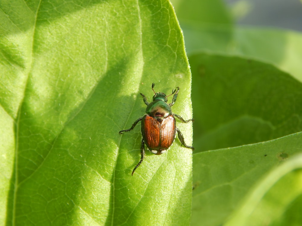 a bug on a leaf