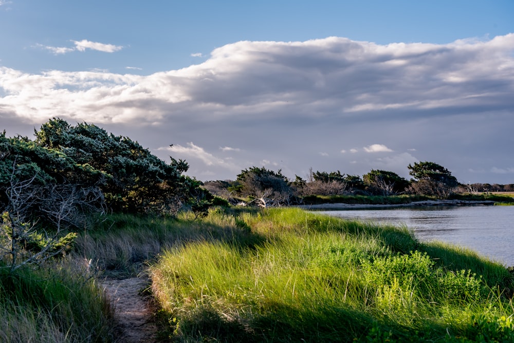 a grassy area next to a body of water