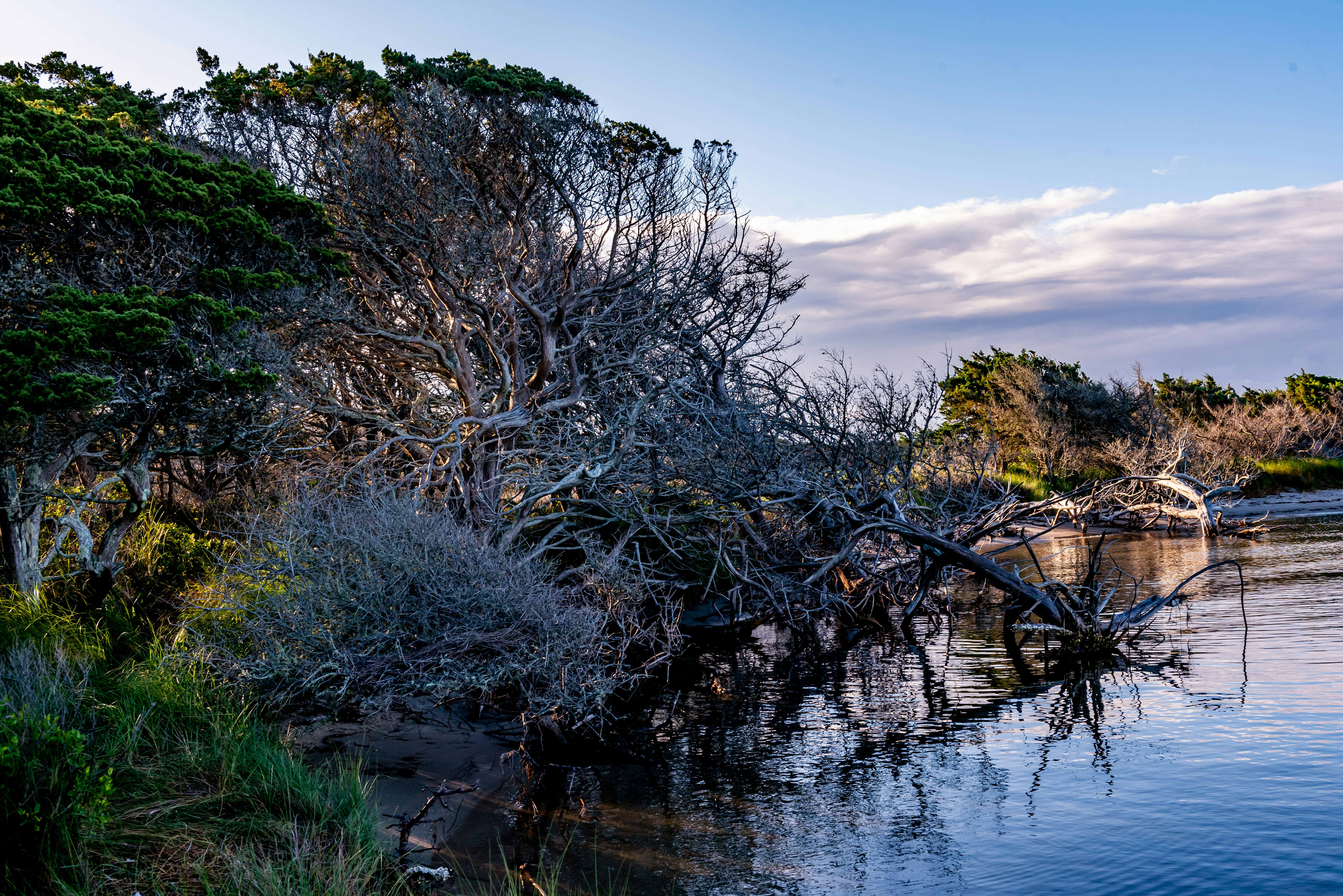 a river with trees and bushes