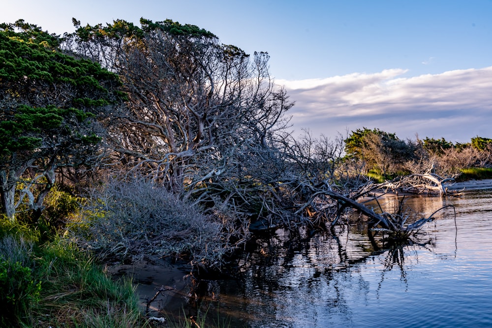 a river with trees and bushes