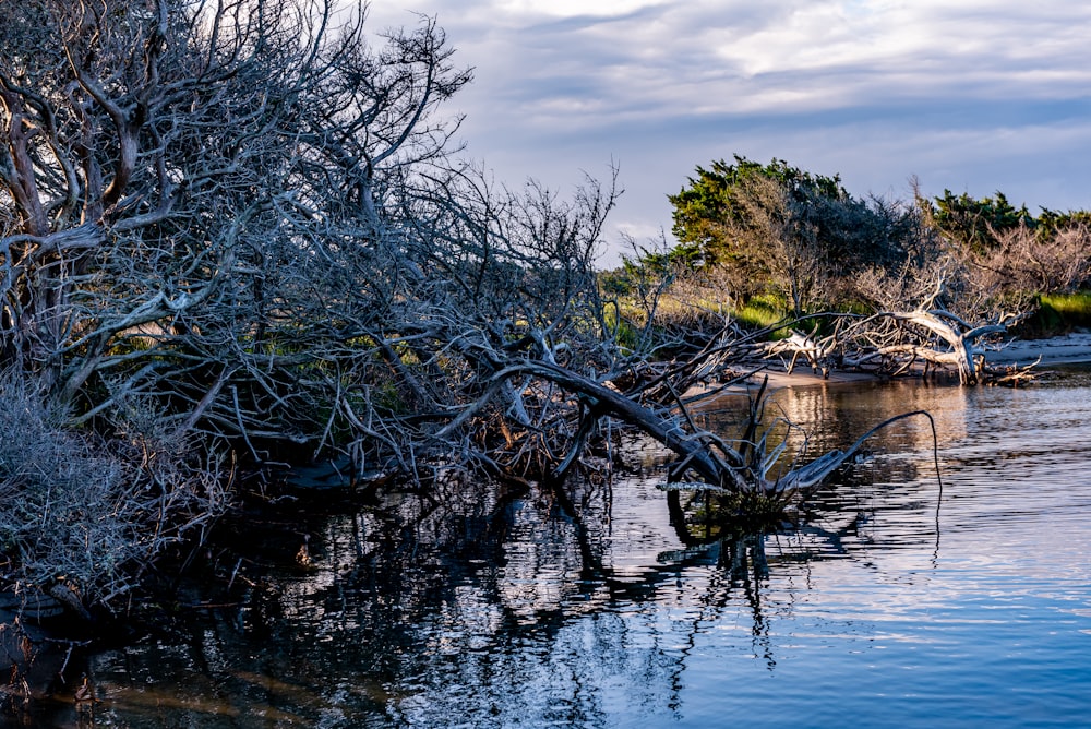 a tree fallen over in a body of water