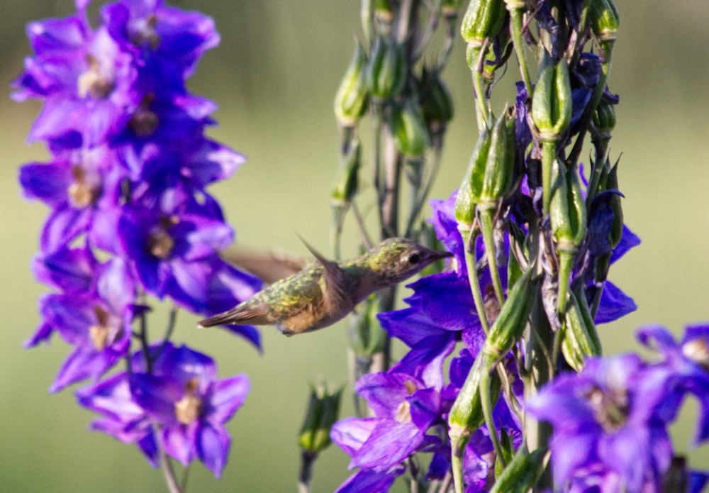 a bee on a flower