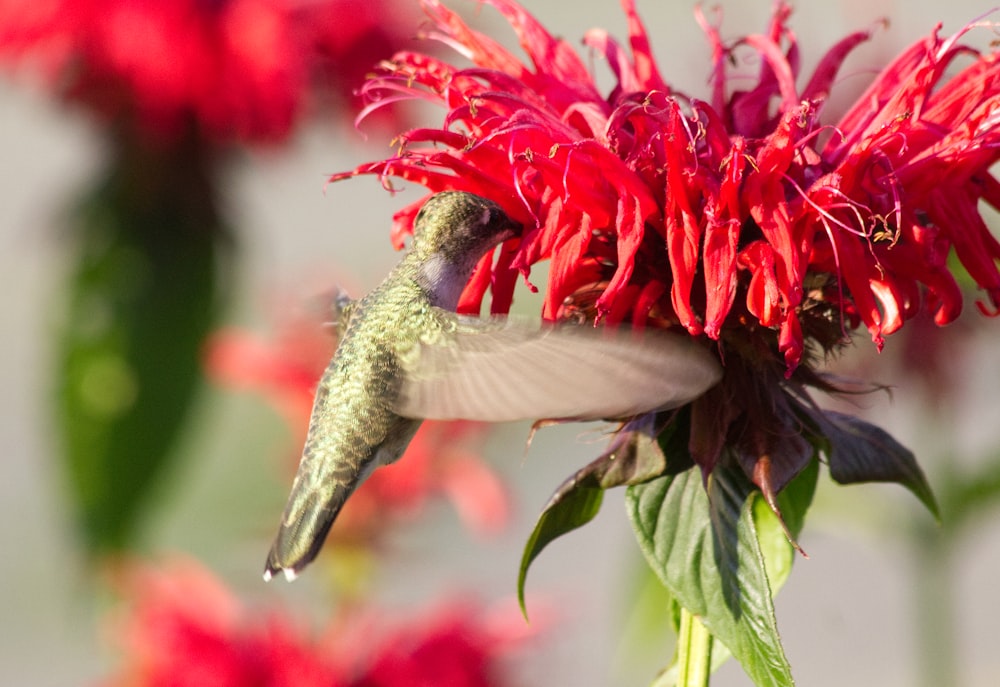 a bird flying near a flower