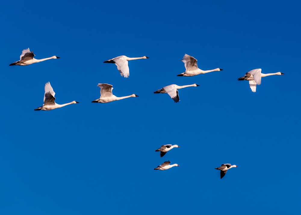 Ein Vogelschwarm fliegt am Himmel