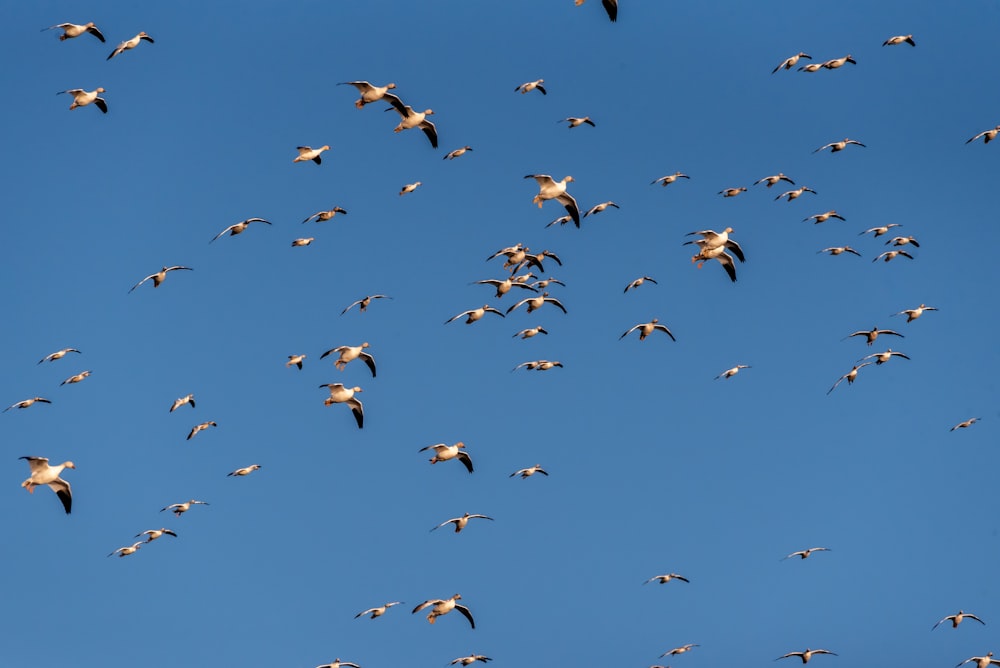 a flock of birds flying in the sky