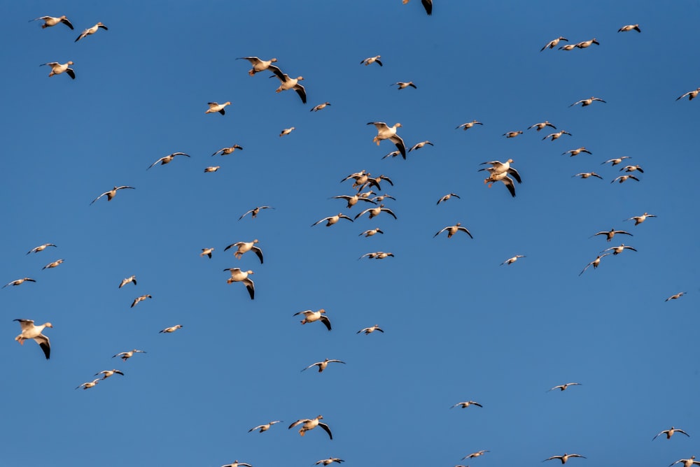 Une volée d’oiseaux volant dans le ciel