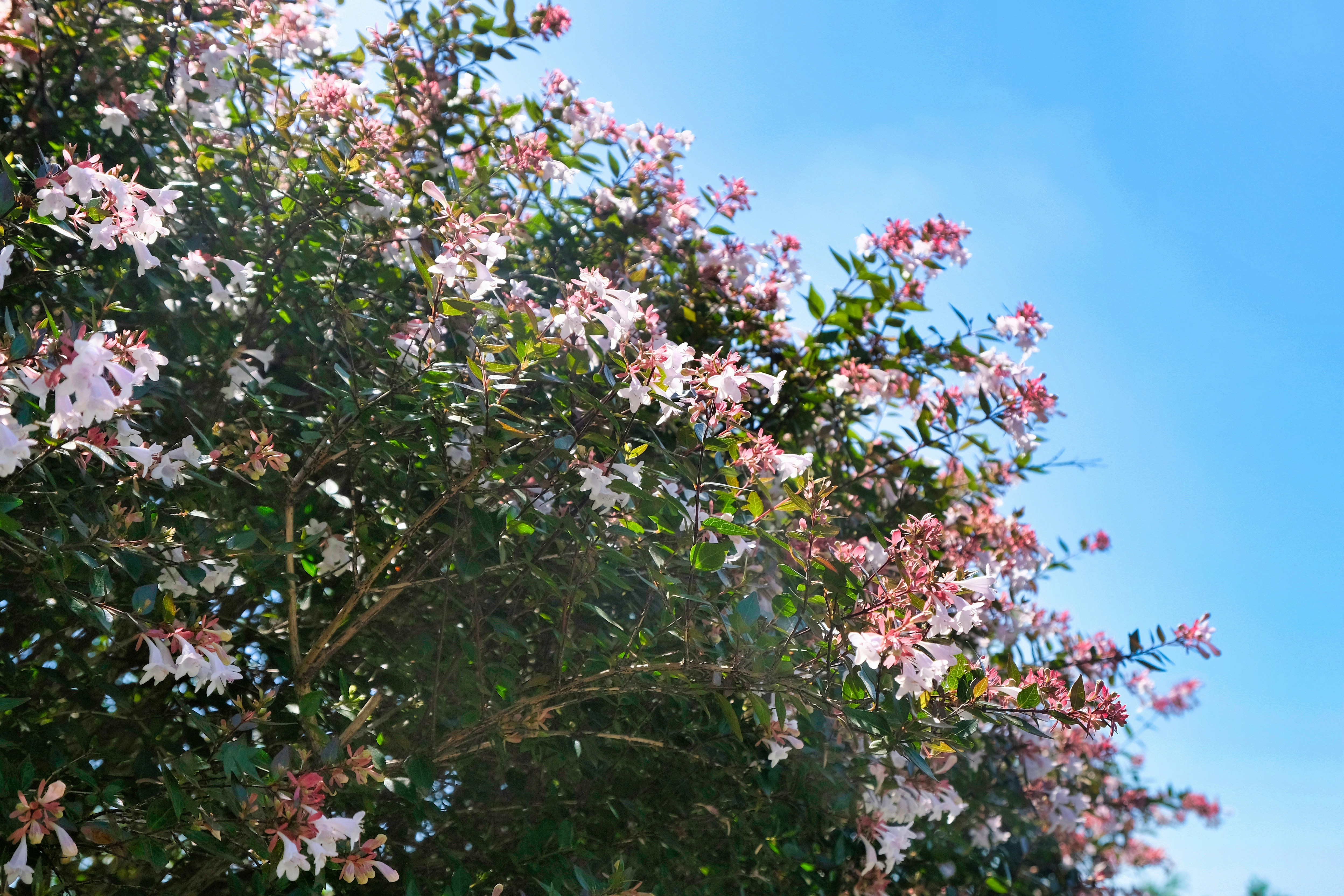 Photo by etienneflorent