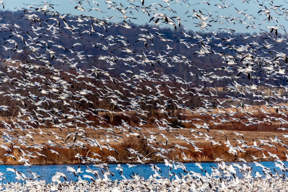 a large group of birds flying