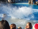 A large splash of water rises in an aquatic setting, creating dynamic white spray against the blue pool. In the foreground, a crowd of spectators observes the scene, with the back of their heads visible. The setting includes rocky structures and shallow parts of the pool, suggesting an aquarium or marine show environment.
