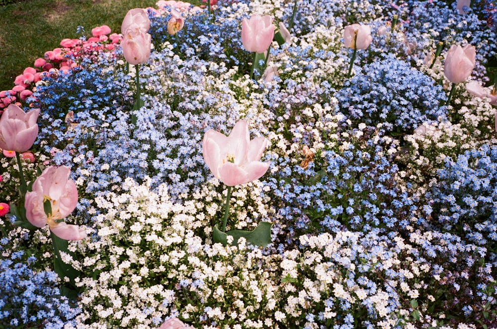 a group of flowers