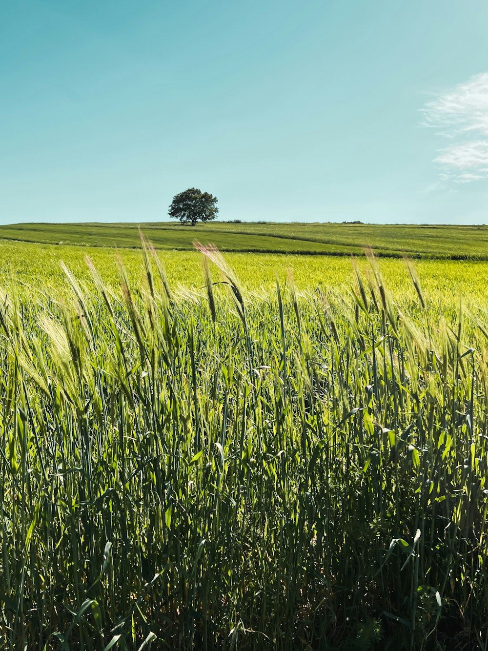 un campo de hierba alta