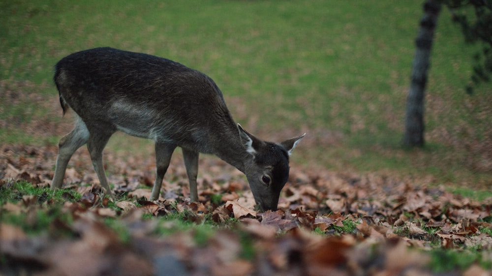 a small black animal