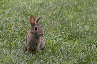 A small rabbit with brown fur is sitting alertly in a patch of green grass, surrounded by lush blades and a few scattered white clover flowers.