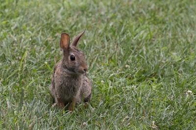 A small rabbit with brown fur is sitting alertly in a patch of green grass, surrounded by lush blades and a few scattered white clover flowers.