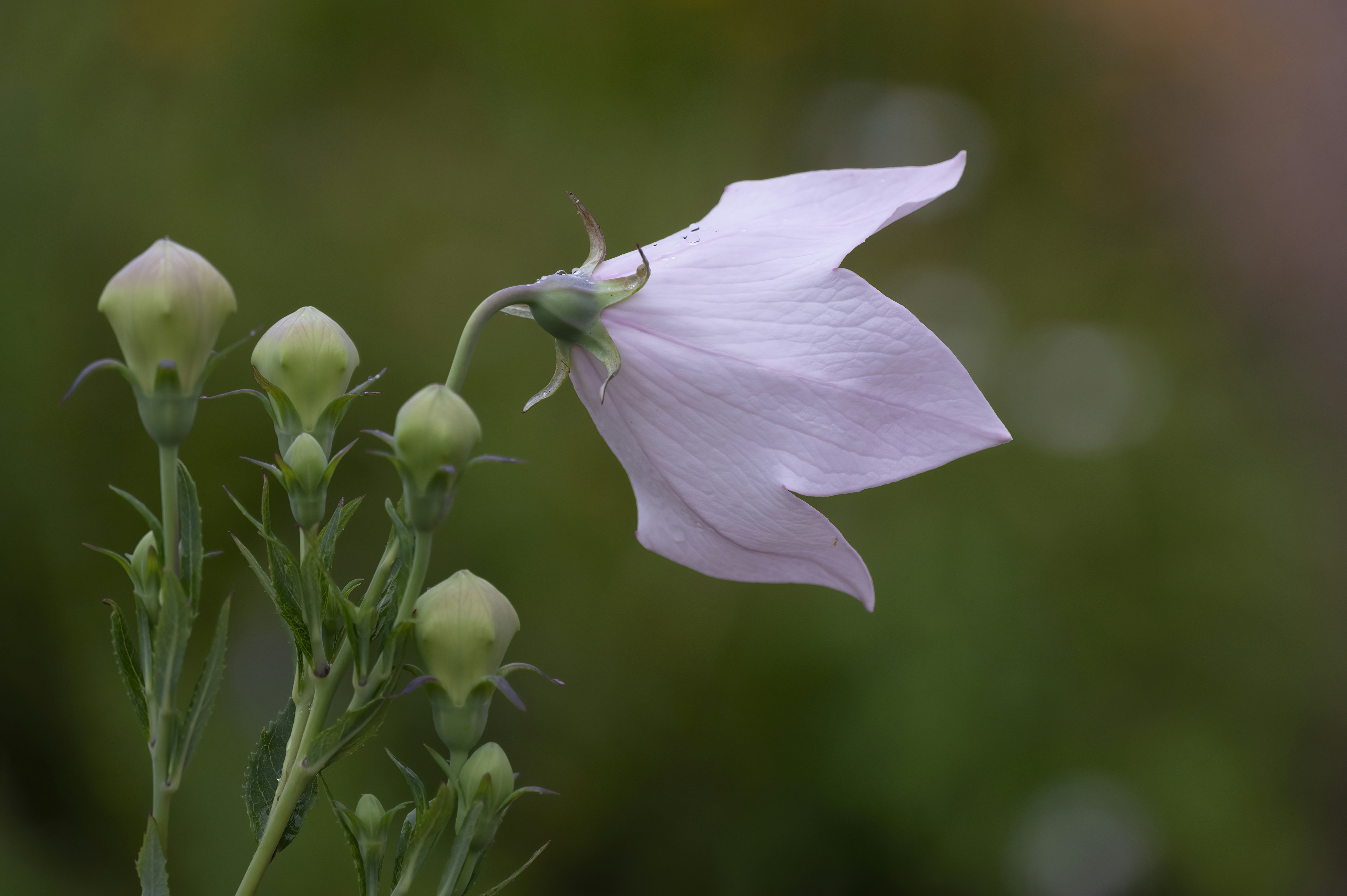 Photo by cholewinski