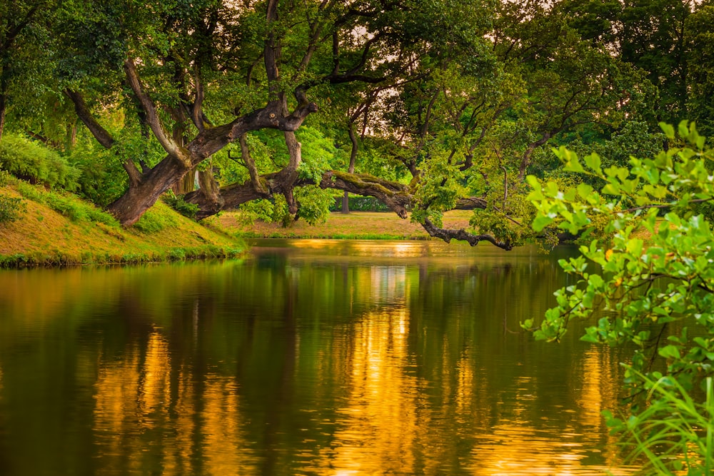 a body of water with trees around it