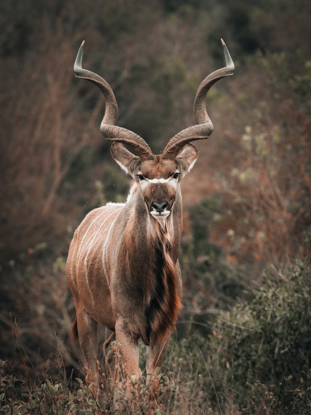 Un cervo con le corna in un campo