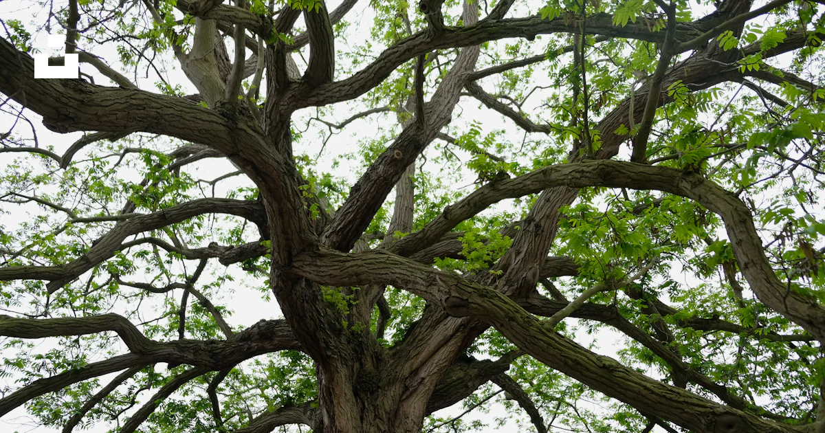 Foto Un árbol con muchas ramas – Imagen Ámsterdam gratis en Unsplash