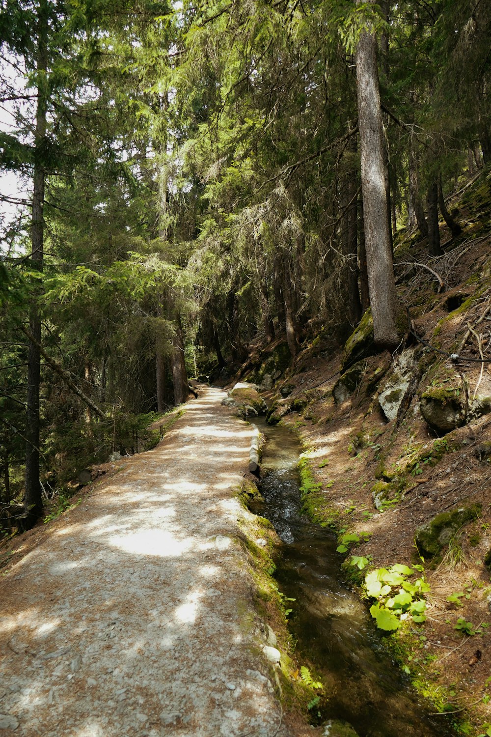 a dirt path through a forest