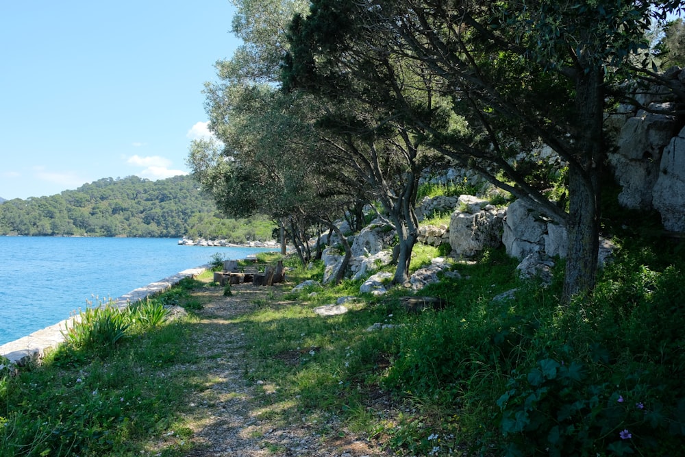 a path by a body of water