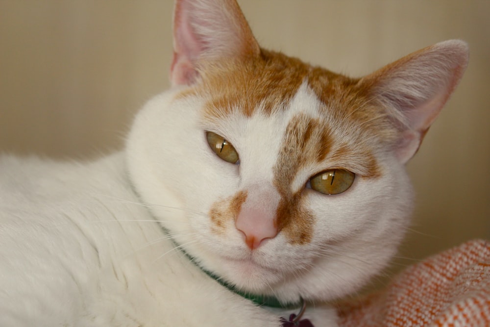 a cat with a green collar